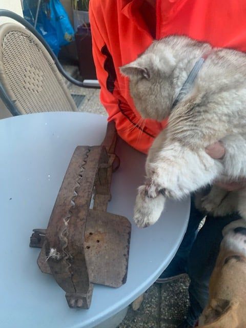 Das Tierheim Stadt Baden machte auf den Fall in St. Margarethen aufmerksam.