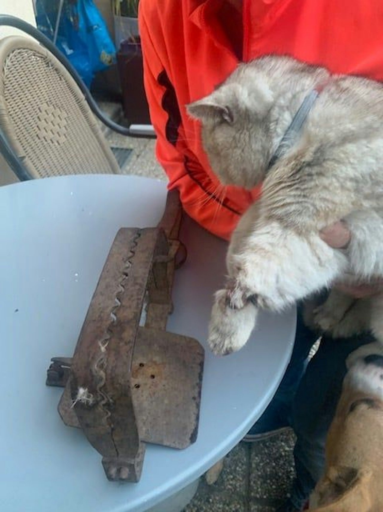 Heute.at - Katze halbtot in verbotener Tierfalle gefunden