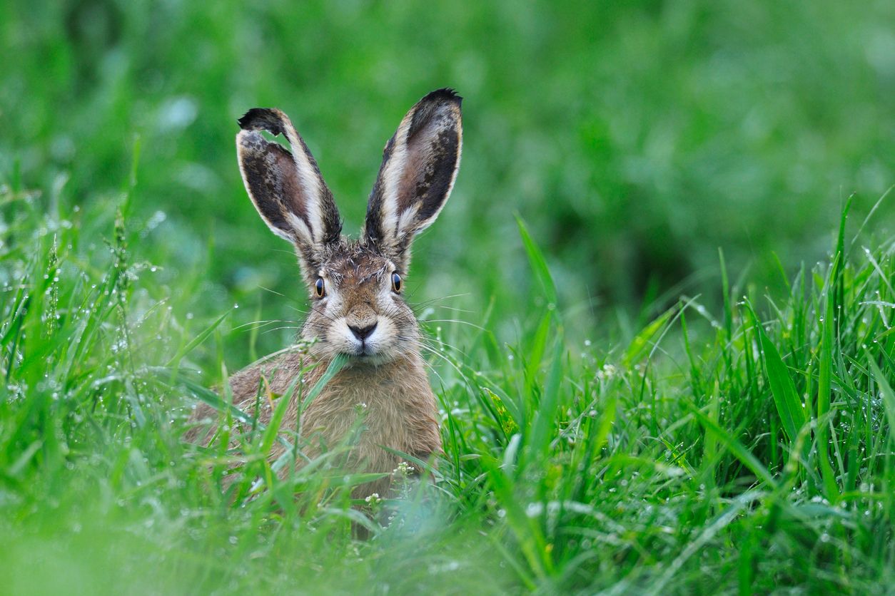 Auf der Wiener Donauinsel leben einige Feldhasen.