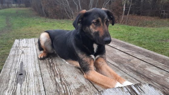 Der hübsche "Dido" wartet bei der Pfotenhilfe schon sehr lange auf ein neues Zuhause.
