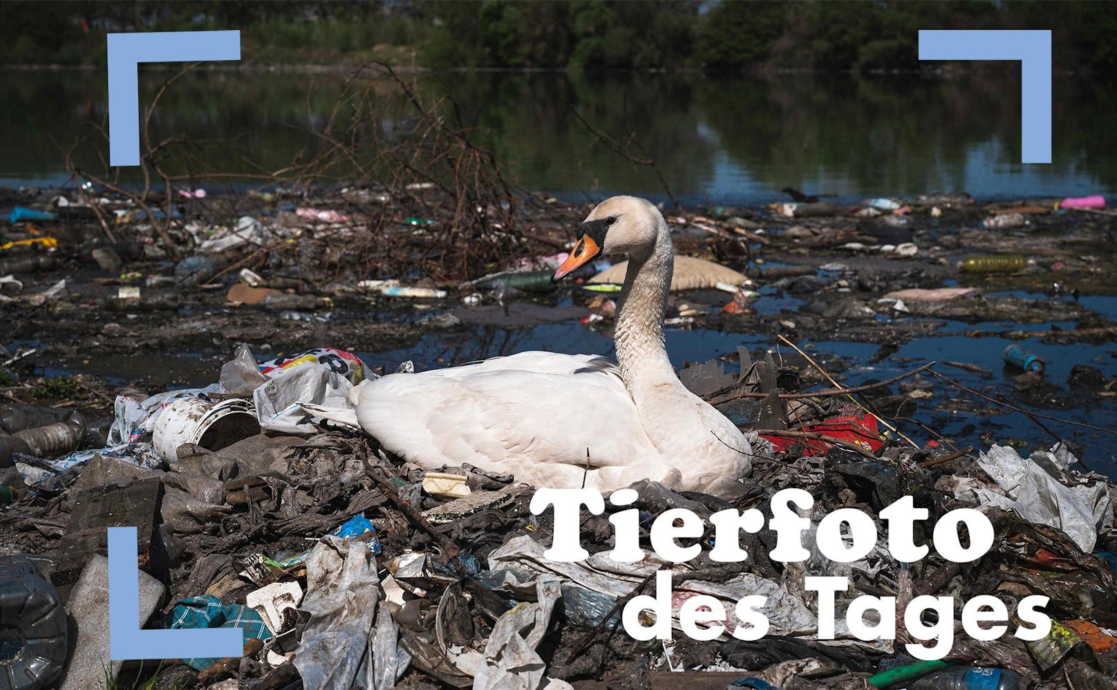 Traurig - Ein Schwan baut ein Nest aus Plastikmüll in der Nähe eines Abwasserkanals am Donauufer in der Nähe des Stadtzentrums von Belgrad.