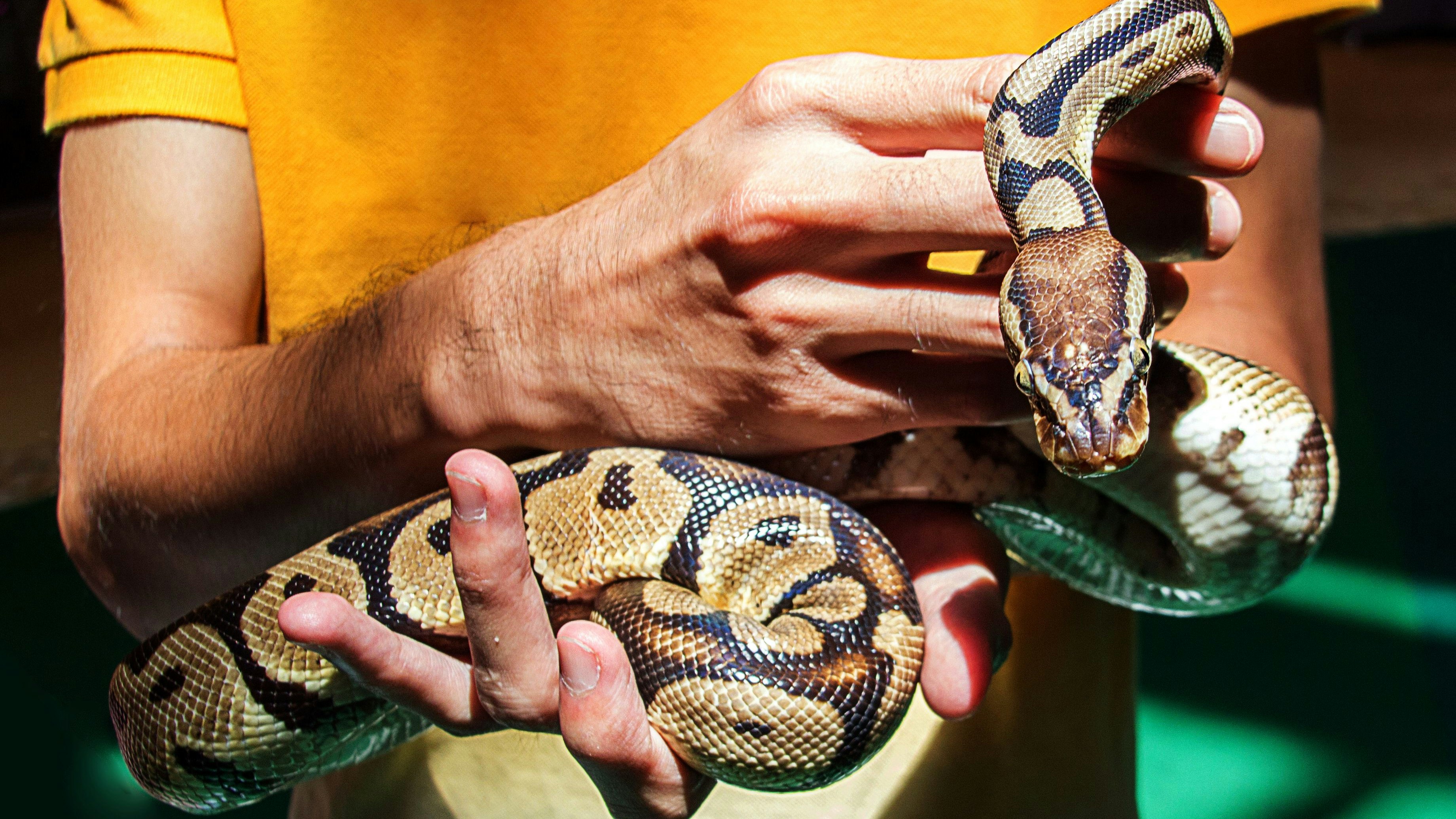 close up face of snake on human hand