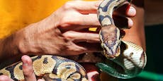Riesige Python-Schlange hinterm Handschuhfach gefunden