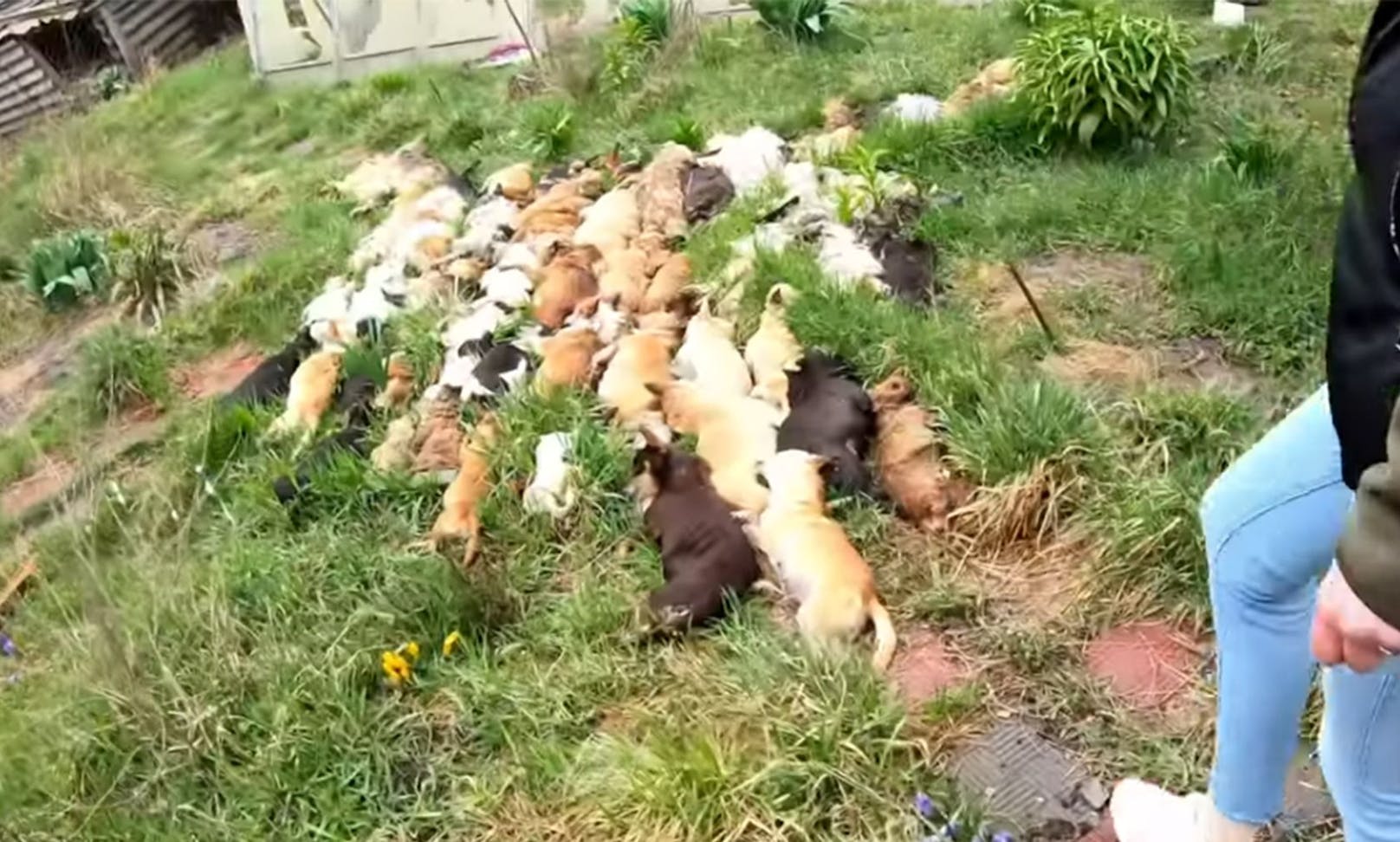 Im hinteren Teils des Garten waren alle Hunde des Horror-Züchters tot aufgebarrt. 