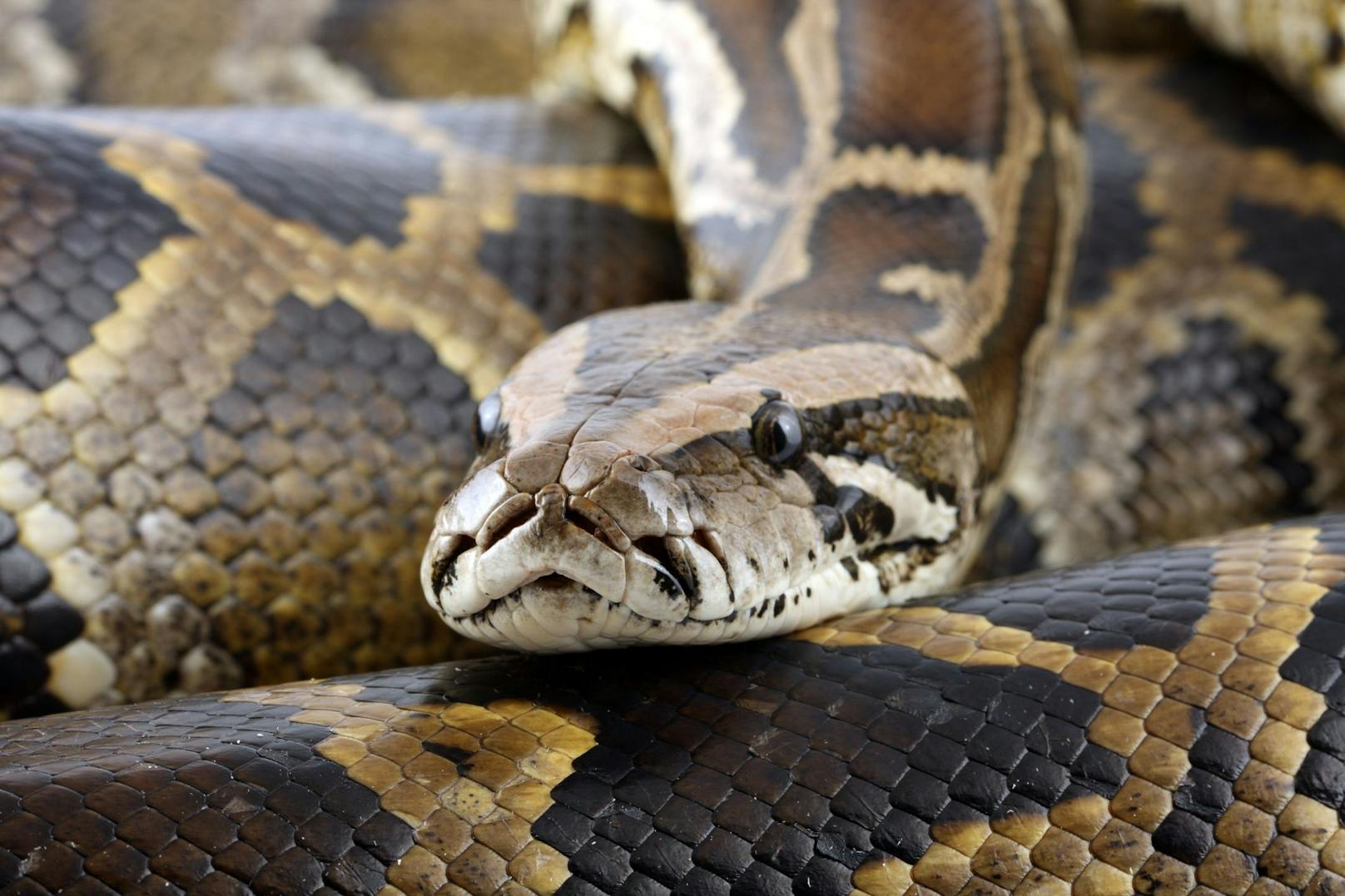 Eine äußerst neugierige Python kroch durch ein Abflussrohr in die Toilette eines Thailänders. (Symbolbild)