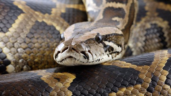 Ein zwei Meter langer Python wurde in der japanischen Großstadt Kurashiki als vermisst gemeldet. 