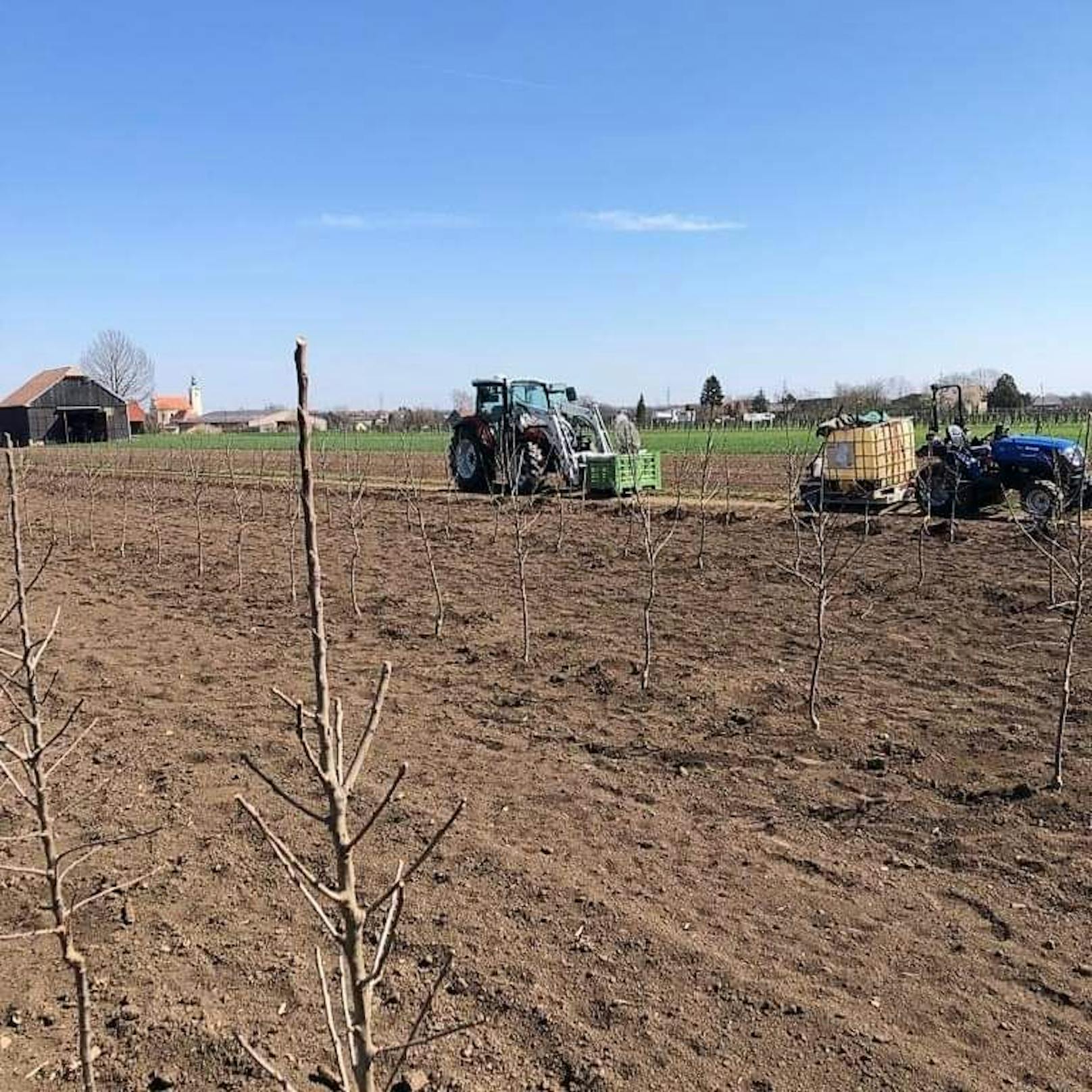 Obstbande stahl 240 Apfelbäume im Weinviertel