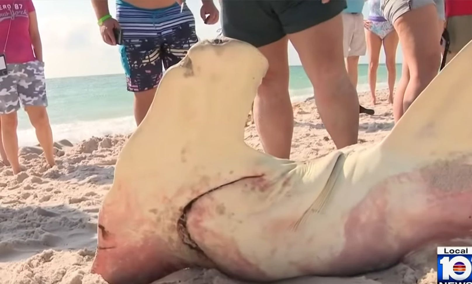 Strandbesucher in Florida staunten nicht schlecht, als sie im Südosten Floridas auf ein 230 Kilogramm schweres Hammerhai-Weibchen stießen, das an Land gespült worden war.