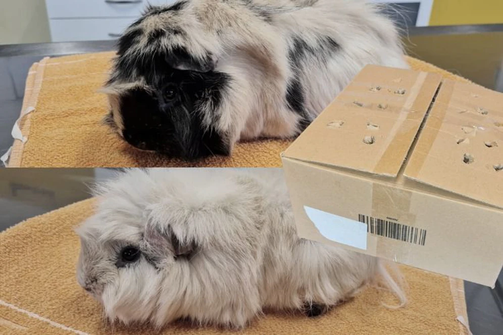 Die beiden geretteten Meerschweinchen.
