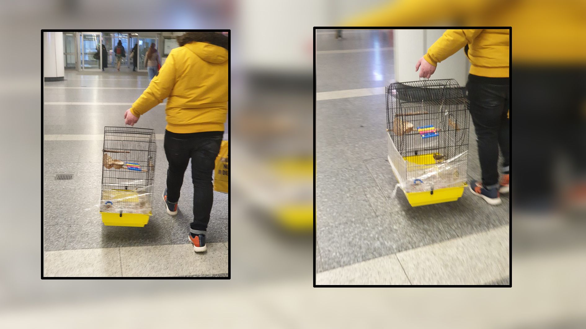 In der Station Spittelau begann es plötzlich zu zwitschern