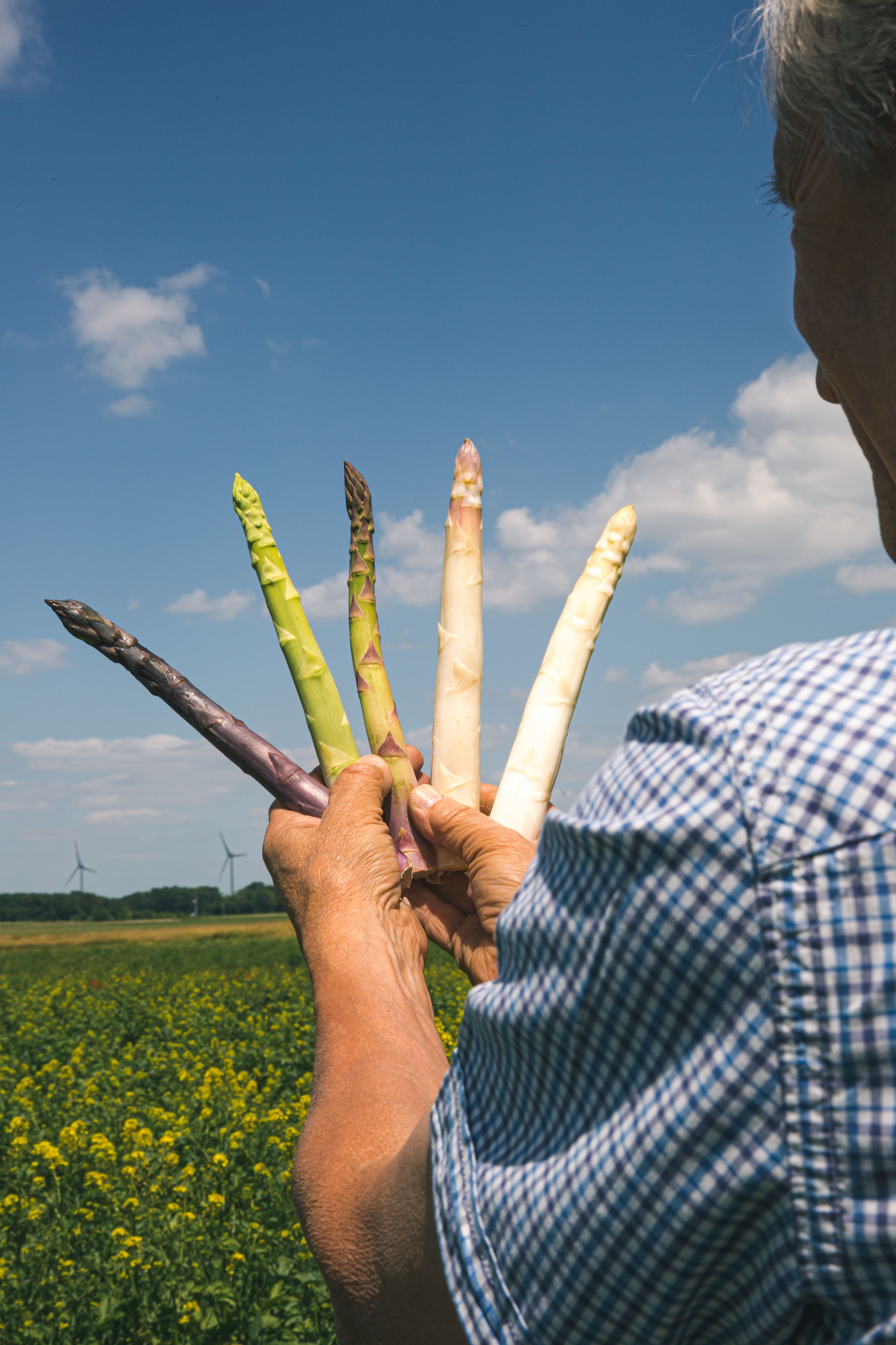 Spargelbauer Werner Magoschitz mit verschiedenen Spargelsorten am Acker.