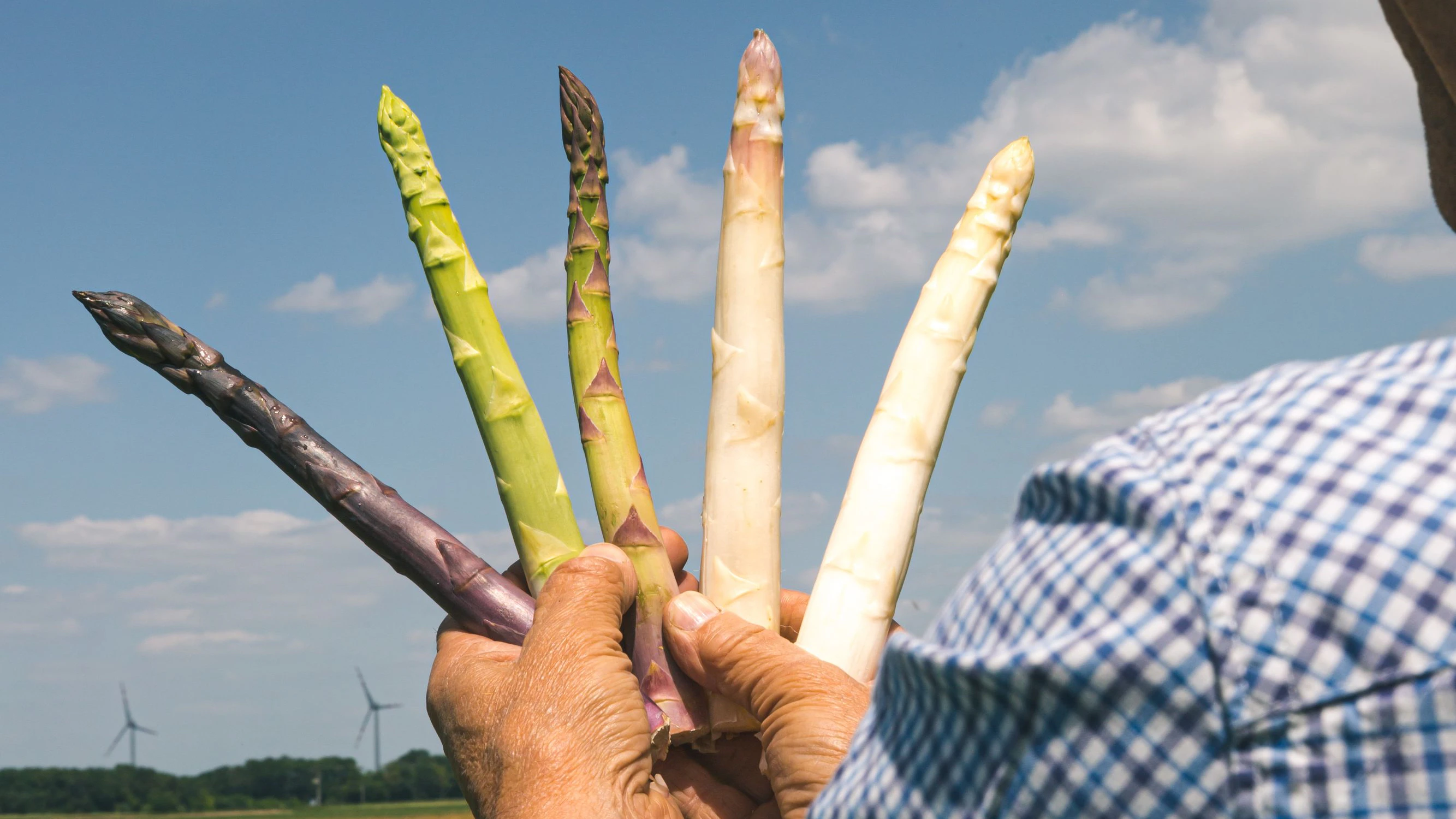 Heute.at - Regional statt Import: Ernte-Start für Marchfeldspargel