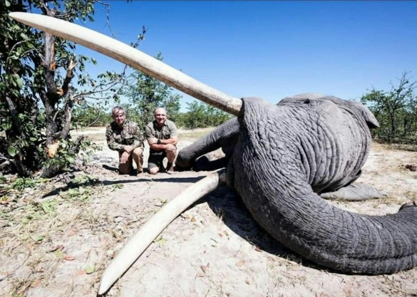 Lächelnd präsentieren sich die beiden Jäger neben dem getöteten Elefanten.
