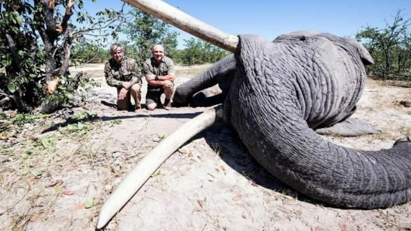 Lächelnd präsentieren sich Leon Kachelhoffer und sein Jägerkollege neben dem getöteten Elefanten.