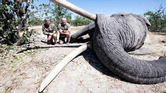 Lächelnd präsentieren sich Leon Kachelhoffer und sein Jägerkollege neben dem getöteten Elefanten.