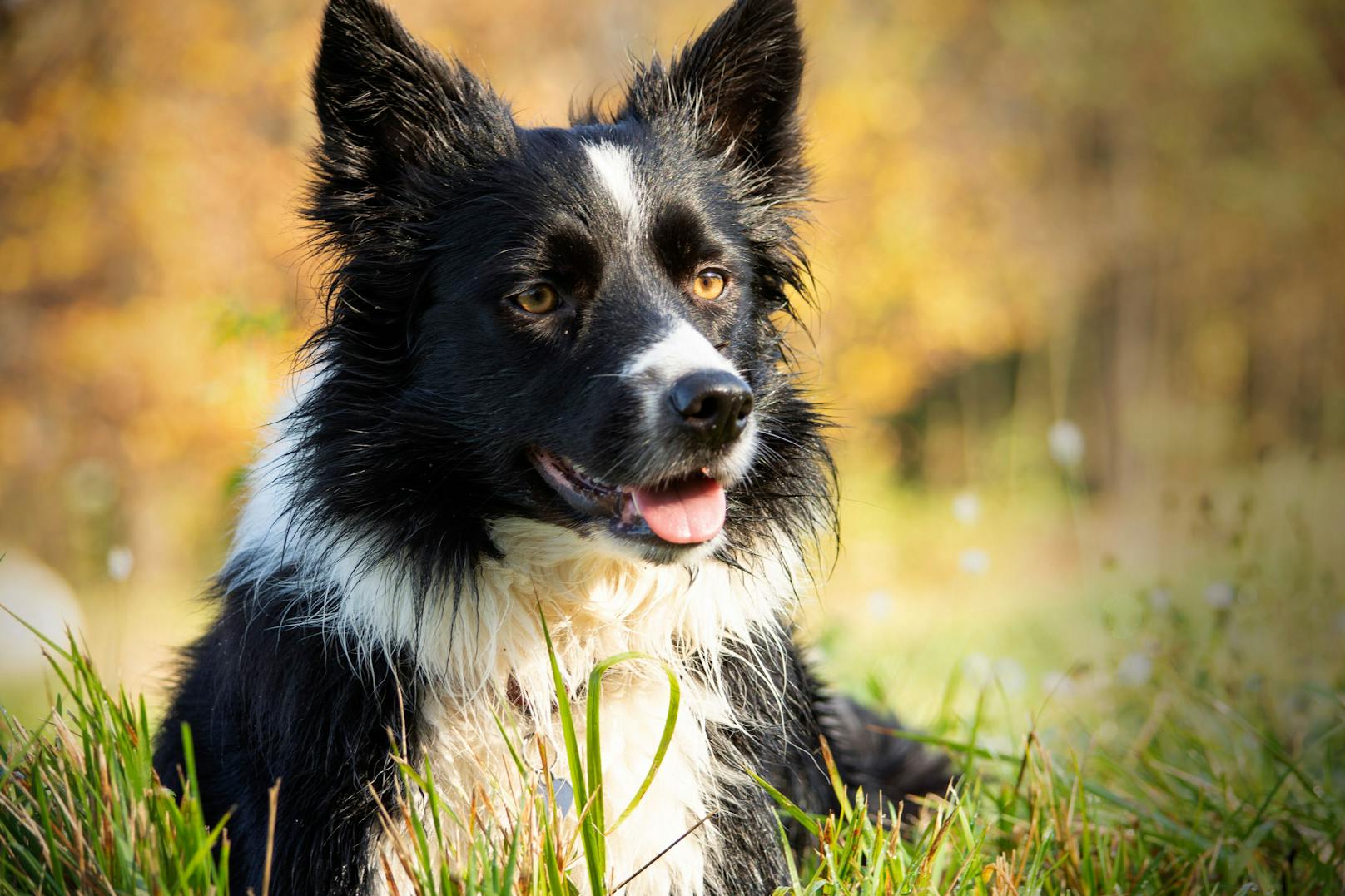 Ab 1. Juni tritt das neue Hundehaltergesetz in NÖ in Kraft.
