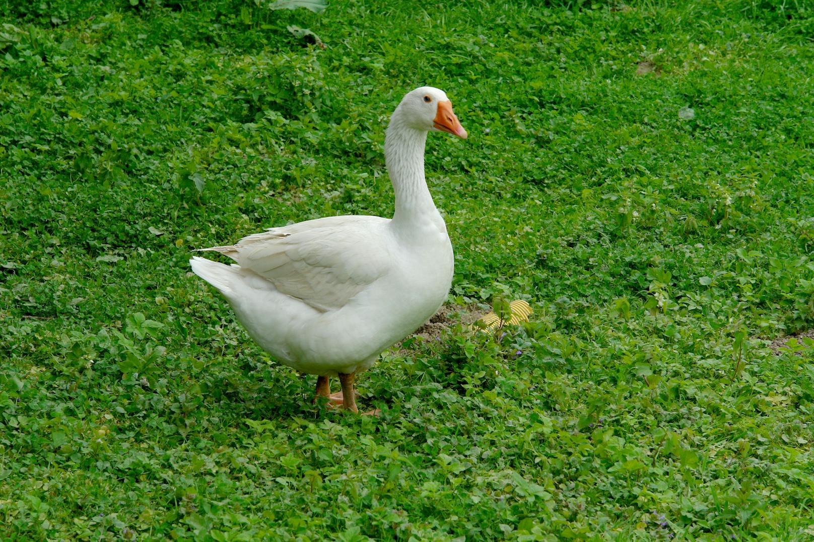 Ein Ganter auf Brautschau in Wr. Neustadt.