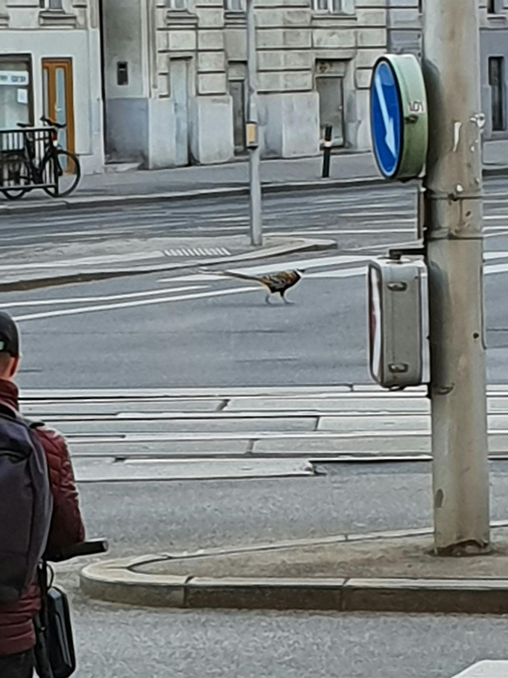 Mitten auf der Landstraßer Hauptstraße entdeckten Passanten das verschreckte Tier.