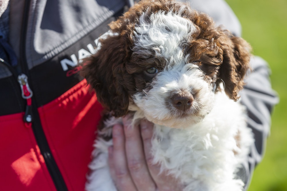 Ist sein Gewicht in Gold wert: Welpe Ollie hat Münzen im Wert von nahezu 6.000 Pfund ausgebuddelt.