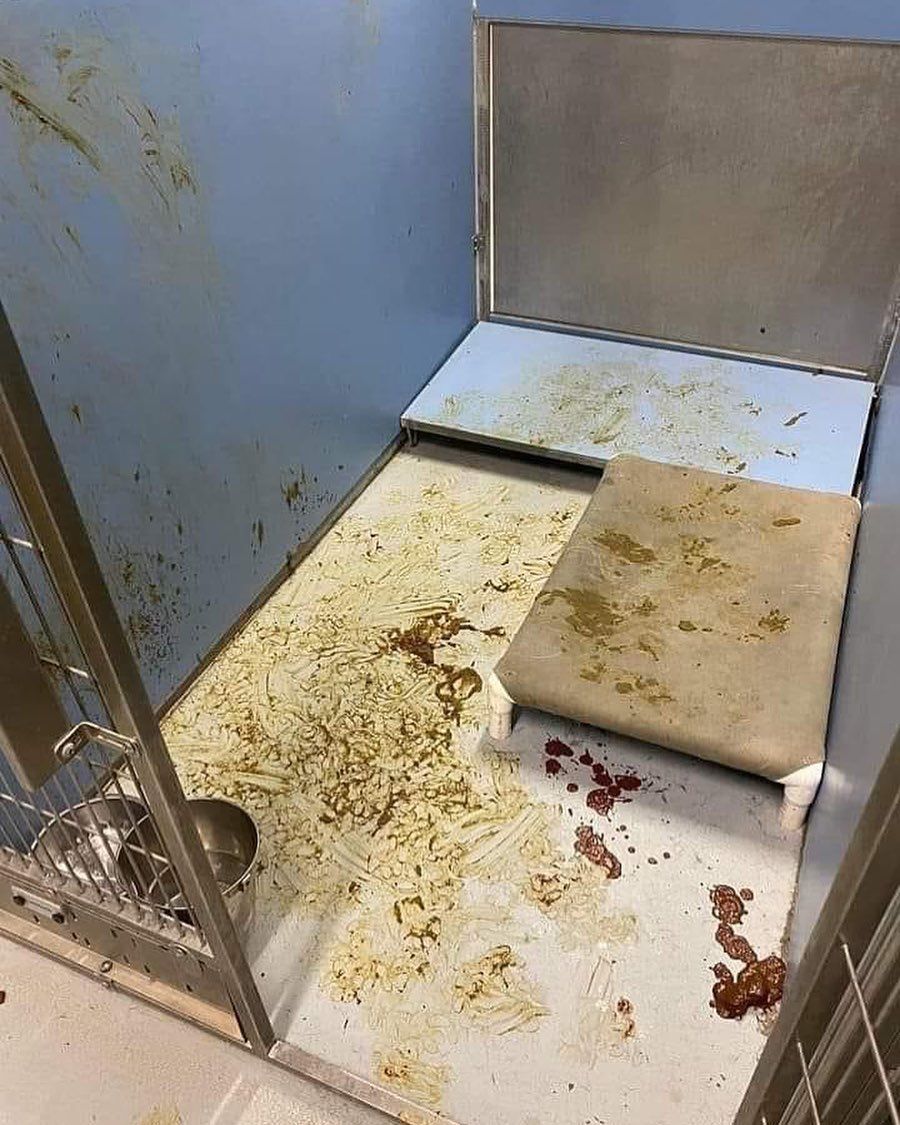 So sieht es aus, wenn ein Hund von seiner Familie verlassen wird.