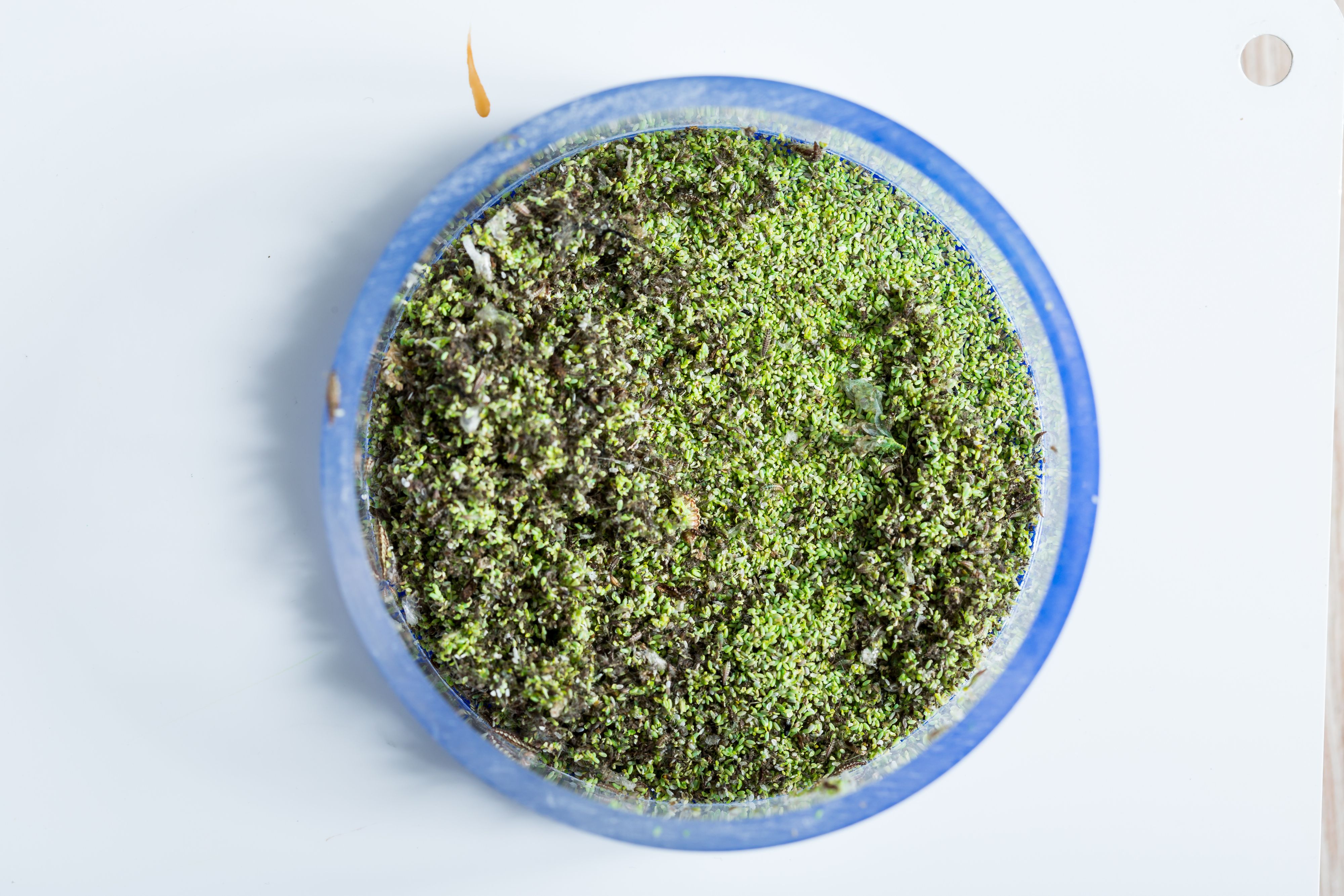 Florfliegeneier aus der Zucht