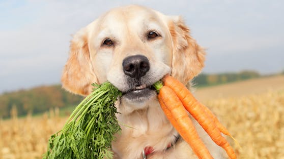 Immer mehr Hundehalter ernähren auch ihr Haustier vegan. Ist das wirklich gesünder?