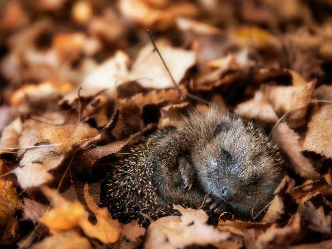 Baby hedgehog is sleeping in autumn leaves