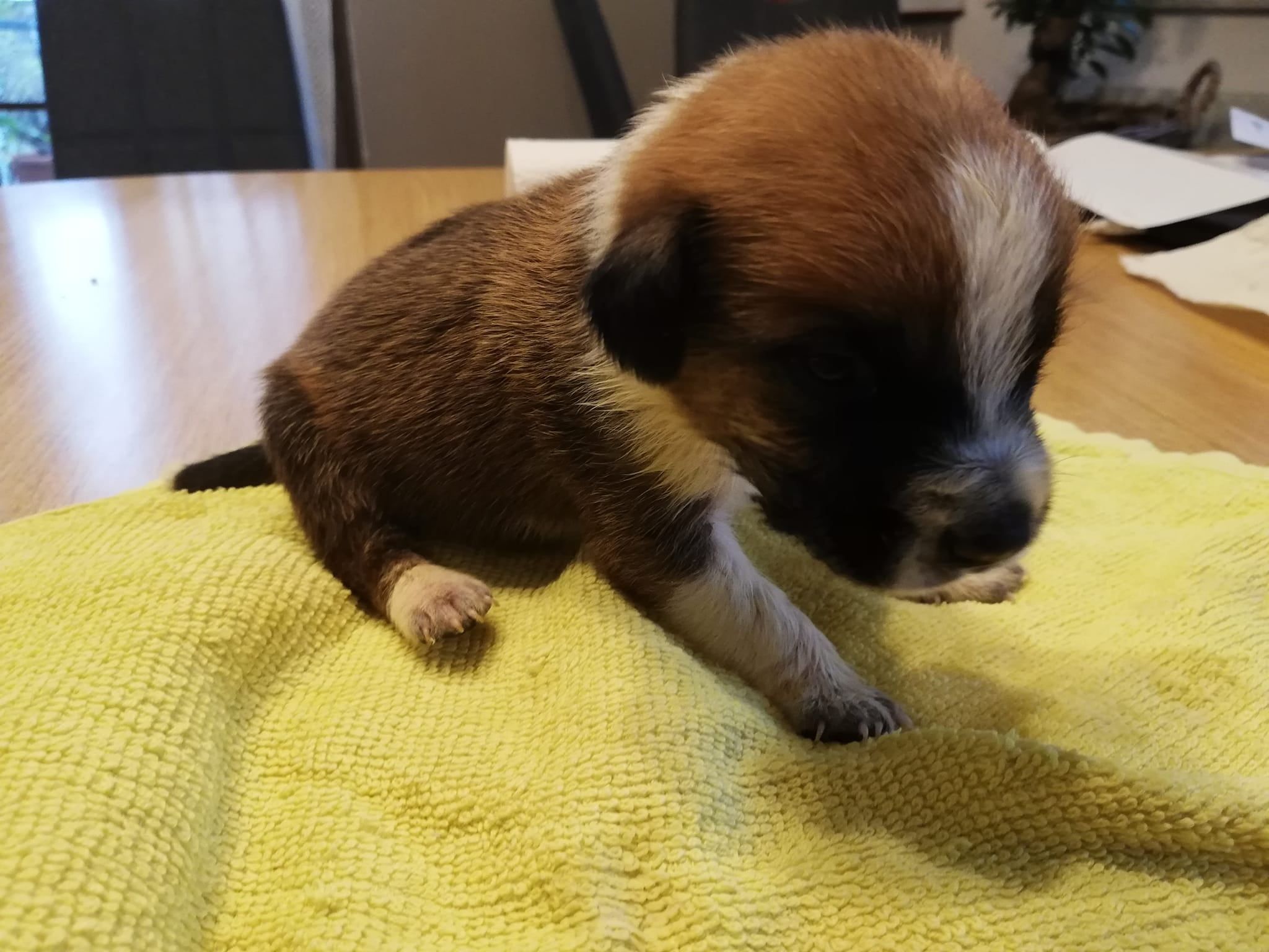 Die geretteten Hundewelpen entwickeln sich gut.