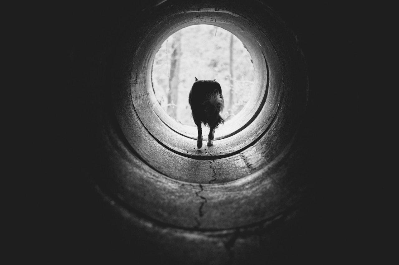 Heute.at - 5.000 Euro Kopfgeld auf den Hundekiller ausgesetzt