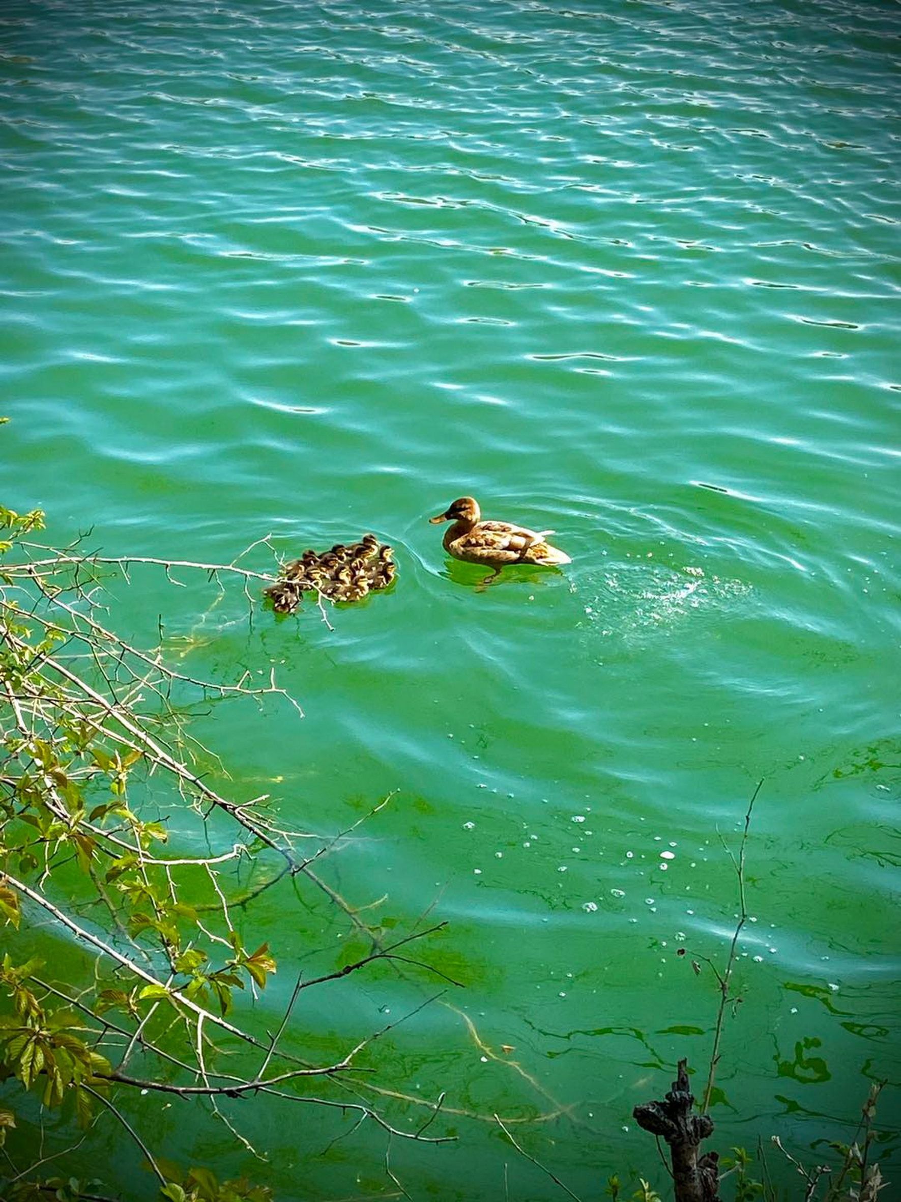 Die Küken und ihre Eltern wurden gerettet.