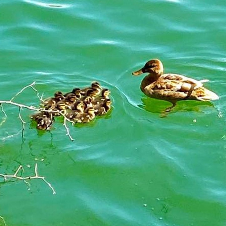 Die Küken und ihre Eltern wurden gerettet.