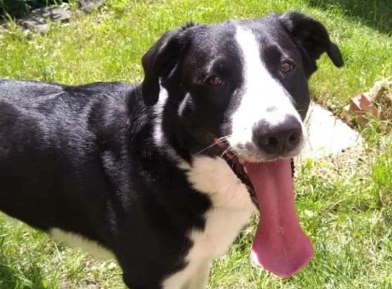 Border-Collie-Mischling Liam