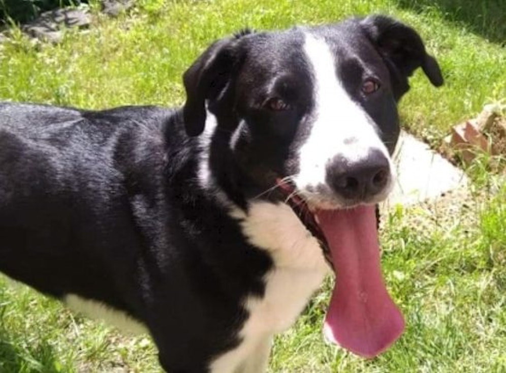 Border-Collie-Mischling 