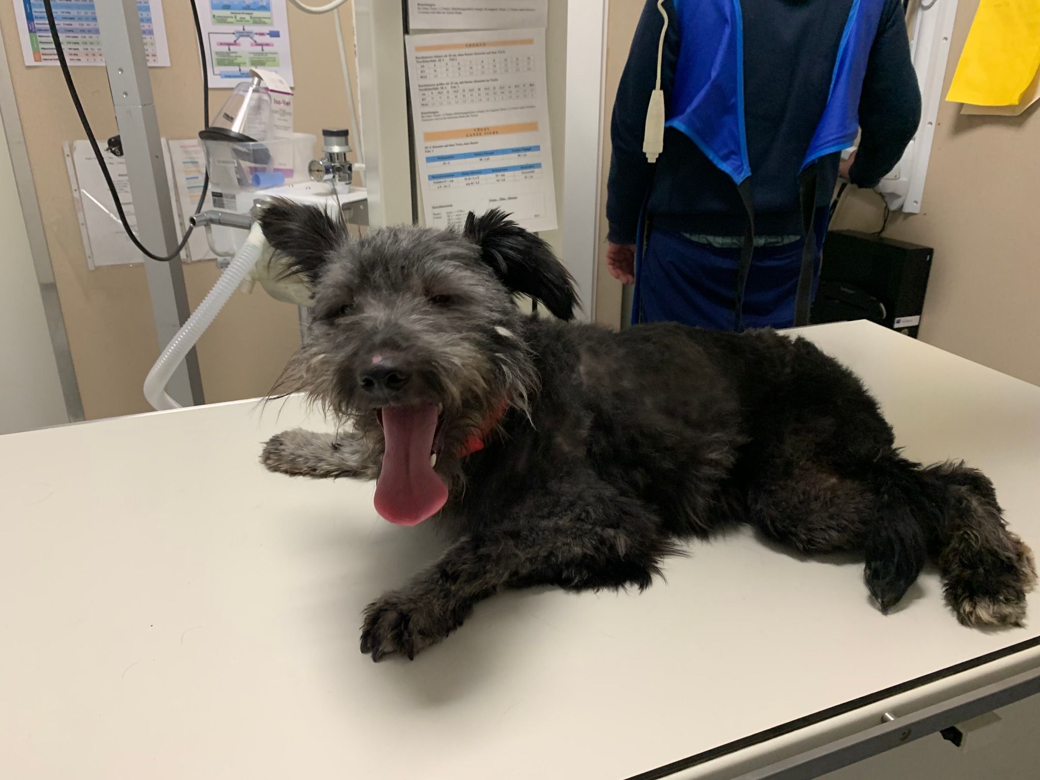 "Struppi" wartet derzeit bei der Pfotenhilfe Lochen auf eine OP.