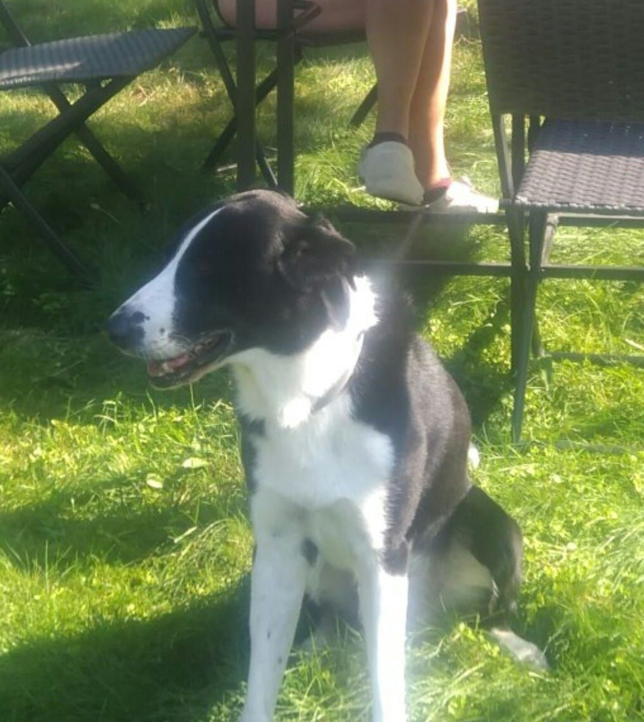 Heute.at - Toter Hund in Brunnen - Besitzerin: Ich war es nicht