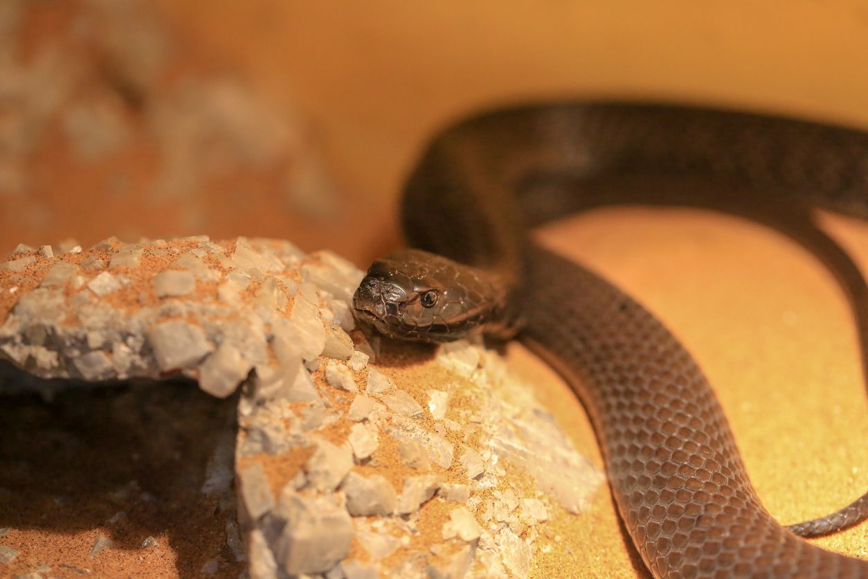 Black-necked Spitting Cobra