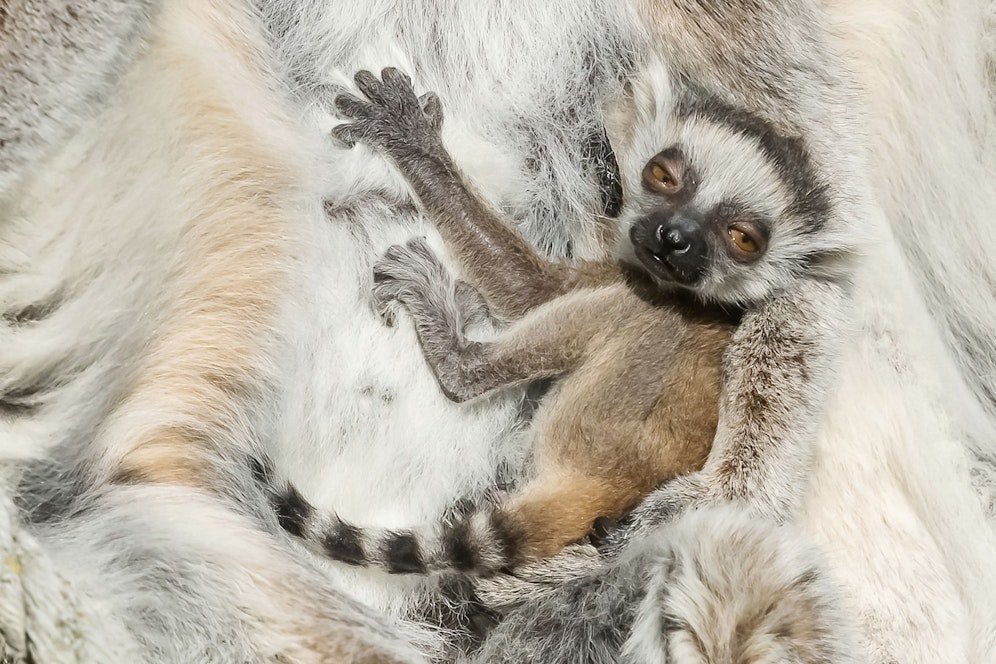 Das kleinen Katta-Jungtier zeigt sich von dem Trubel um seine Geburt offenbar recht unbeeindruckt. 