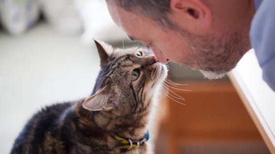 Unsere Katzen haben oft einen gewaltigen Sturschädel und tun in der Regel was sie wollen. Doch, ein paar Anzeichen für "Liebe" gibt es definitv.