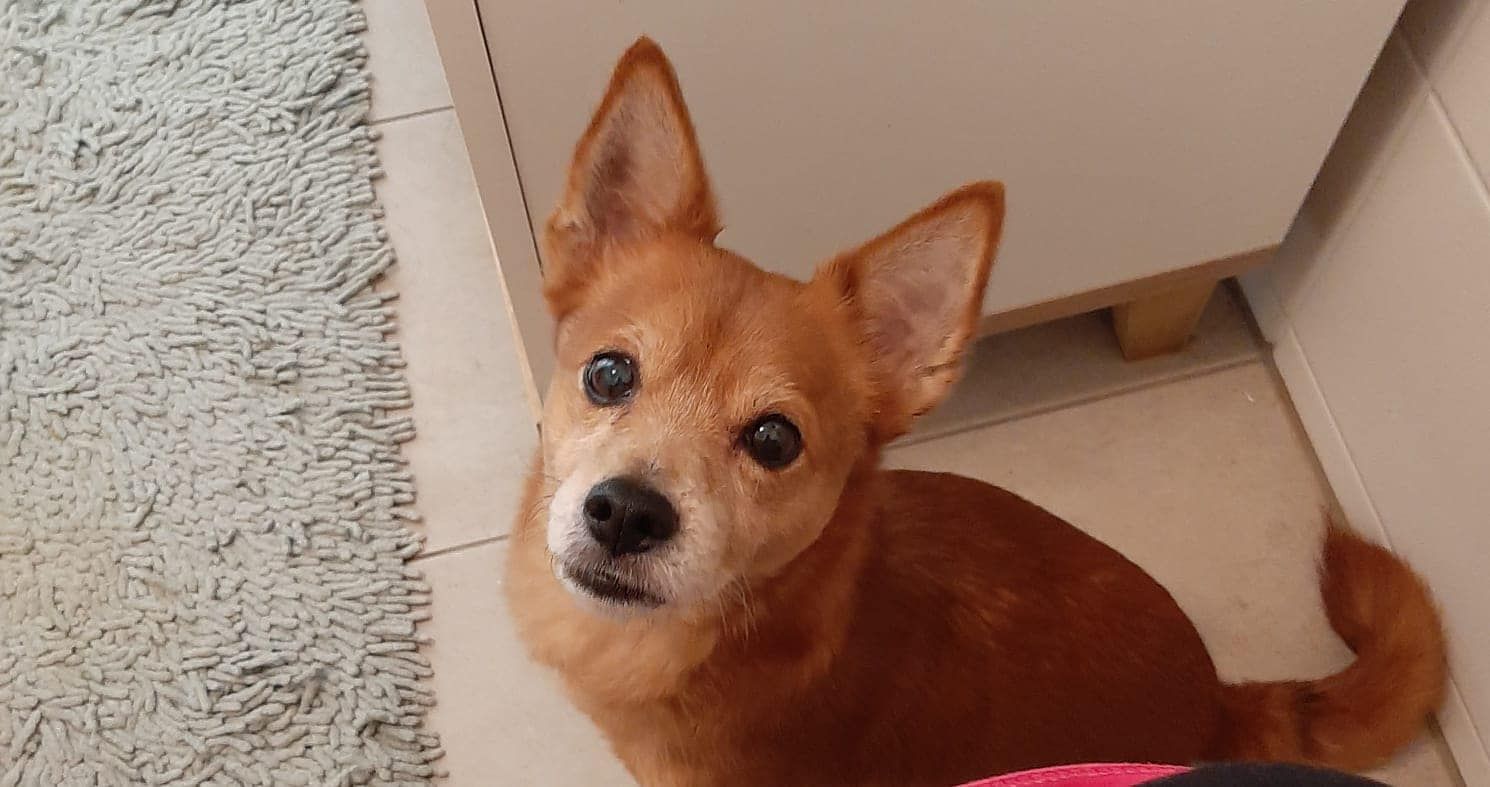 "Nino" sucht nach einem Schlaganfall des Herrchens ein neues Zuhause.