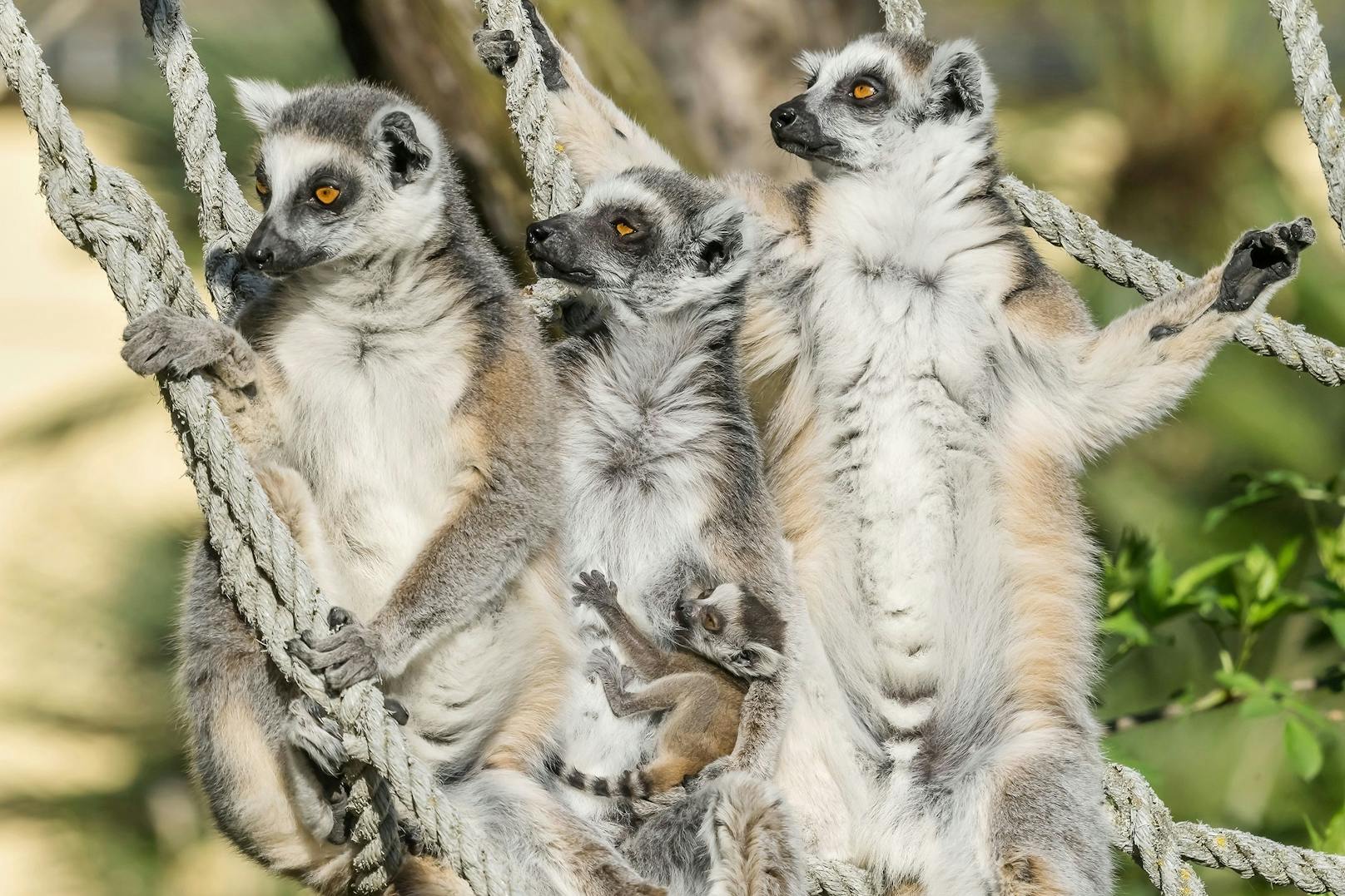 Die geselligen Lemuren sind in heller Aufregung. 