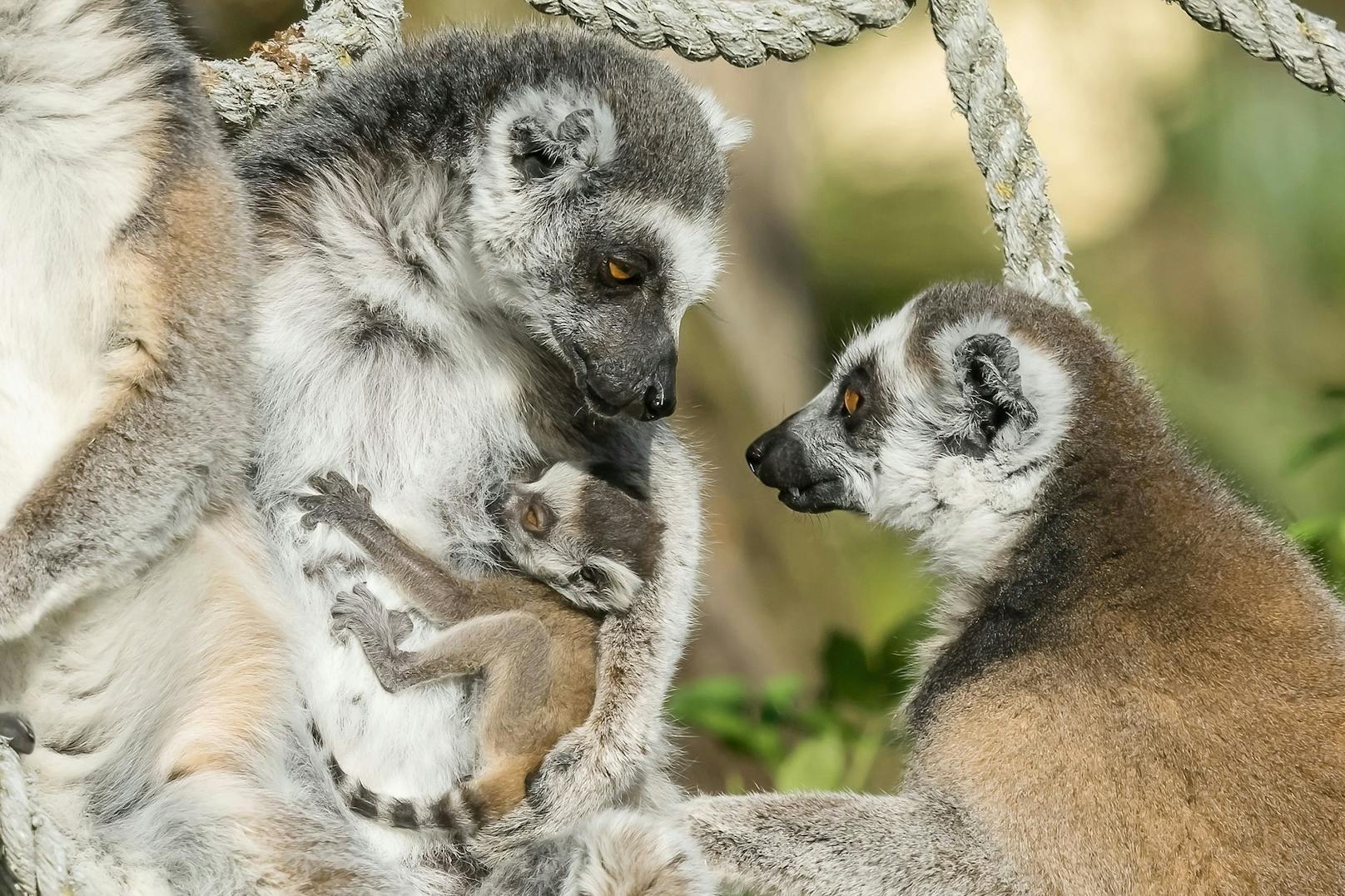 In freier Wildbahn sind Kattas ausschließlich in Madagaskar zu finden. 
