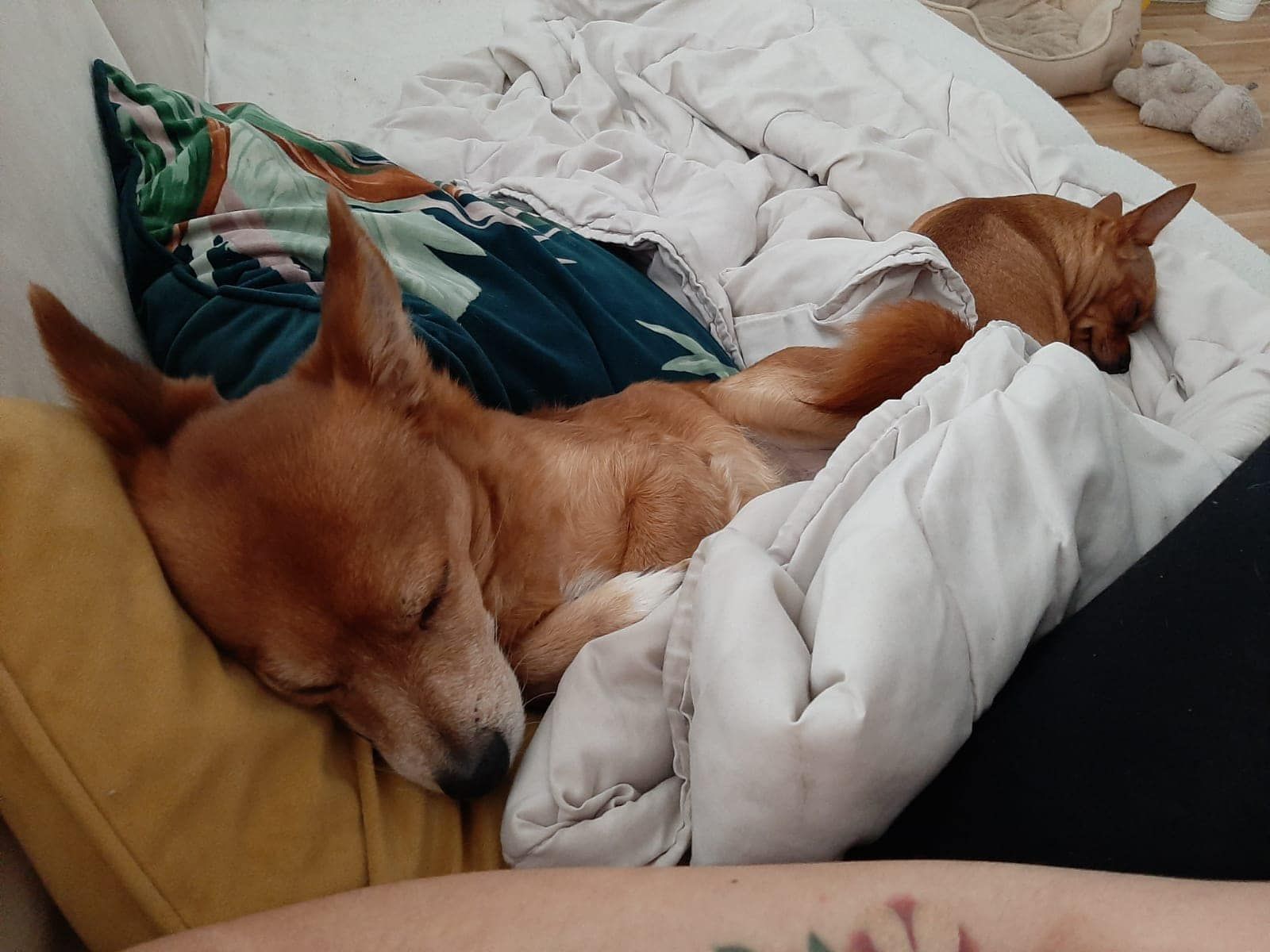 "Nino" versteht sich mit Kindern und kleinen Hunden.