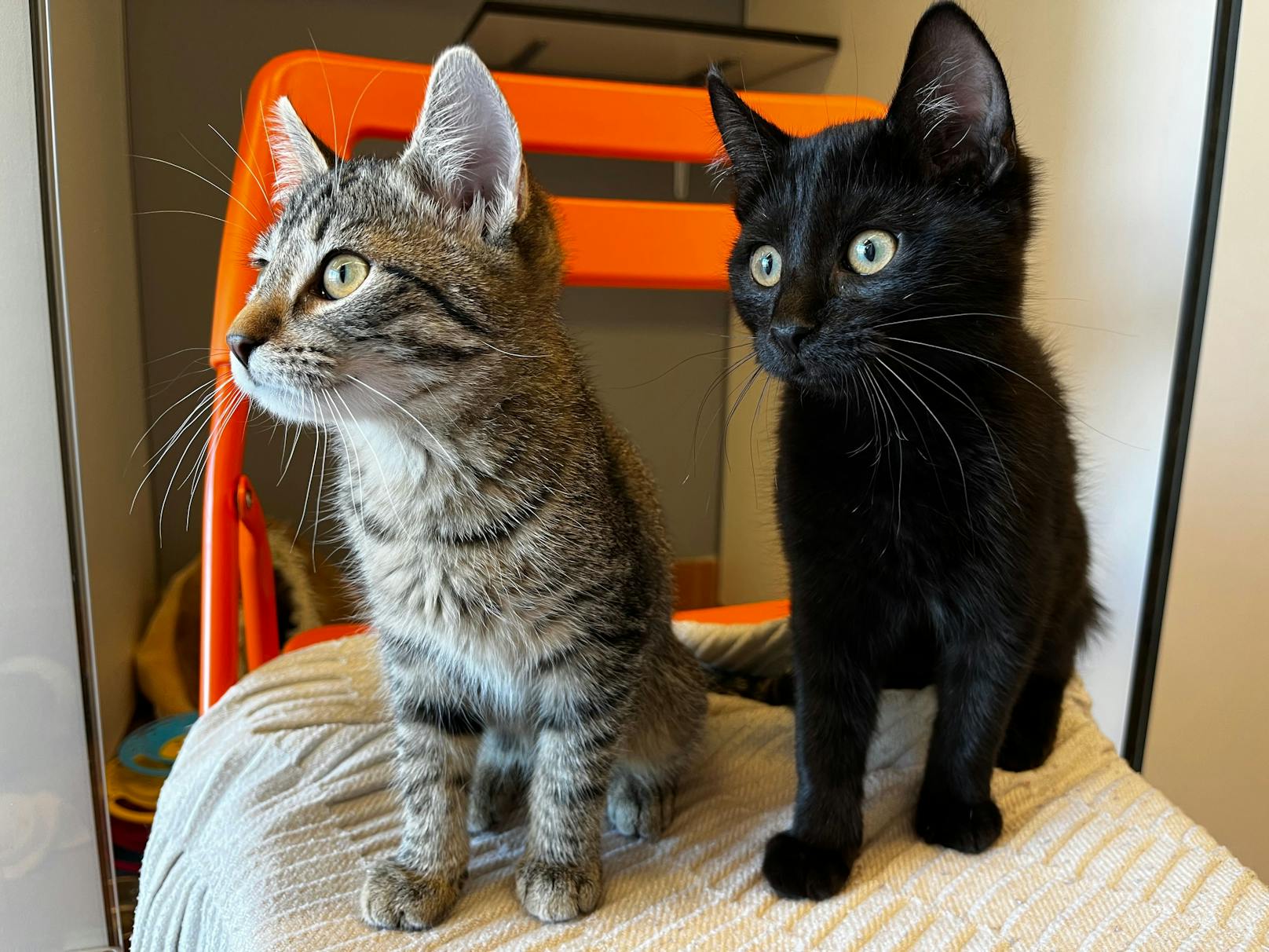 Bis zum Eintreffen der Tierrettung konnten die Finder das Babykatzen-Duo in einer umfunktionierten Katzentoilette sichern und so vor dem sicheren Tod bewahren