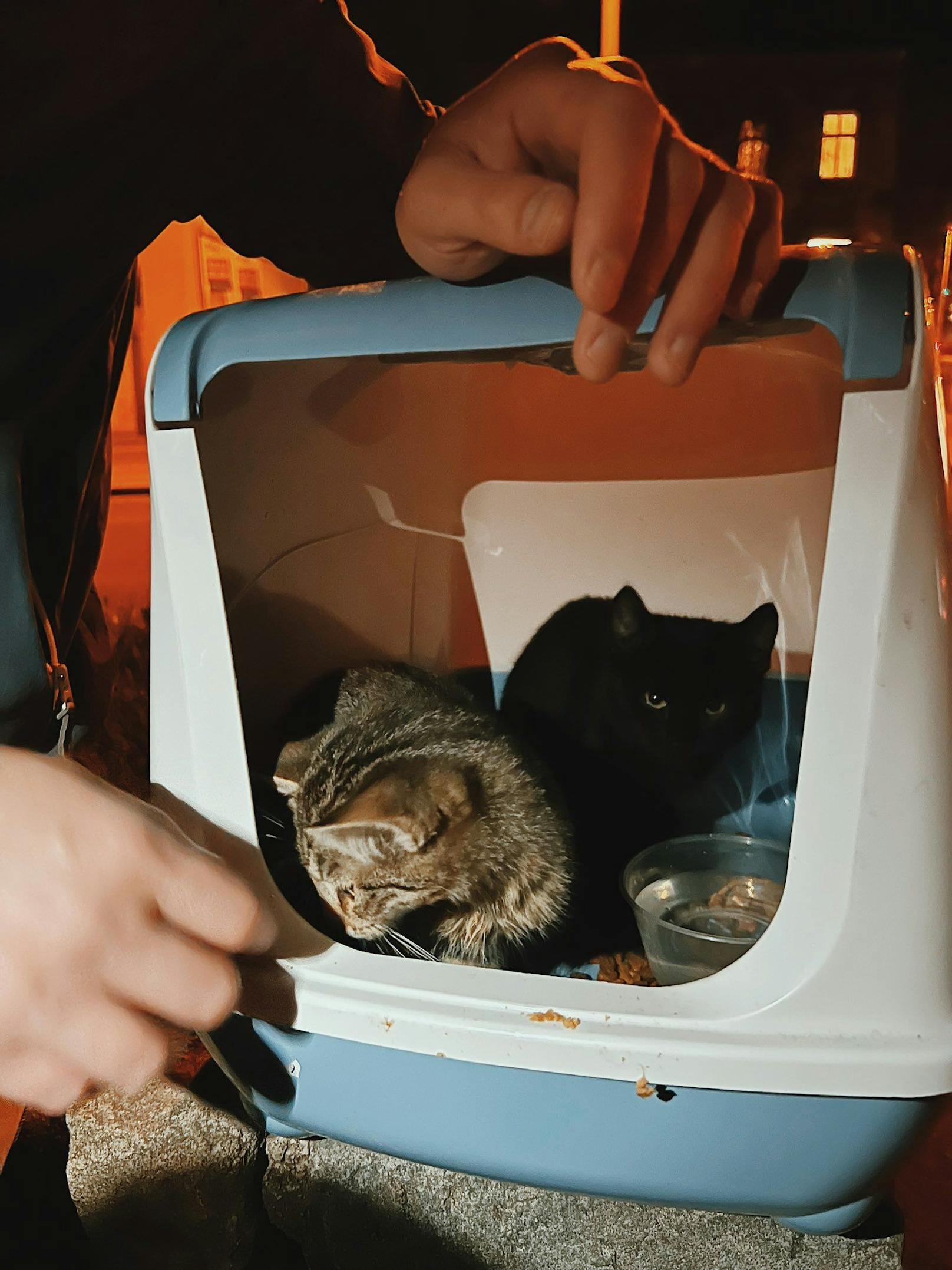 Besorgte Tierfreunde meldeten im Bereich der U-Bahn Station Kendlergasse zwei Kitten, die auf der Straße herumirrten.