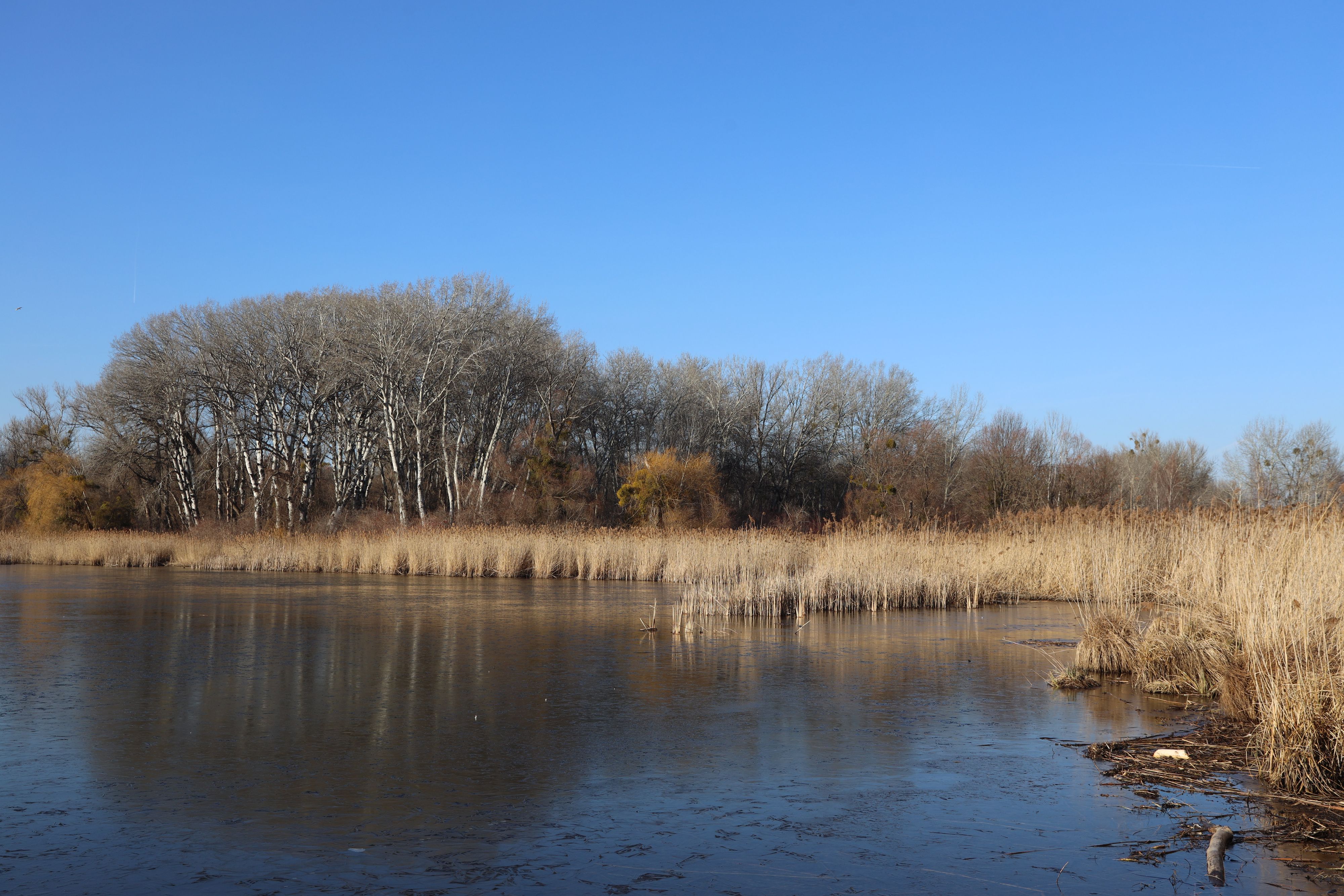 Download von www.picturedesk.com am 27.04.2022 (11:03).  LOBAU im Winter - Nationalpark Lobau Donau Auen Wien,. 19. 01. 2022 Naturschutzgebiet Lobau - Naherholungsgebiet der Wiener Copyright Karl Schöndorfer TOPPRESS - 20220119_PD14958 - Rechteinfo: Rights Managed (RM)