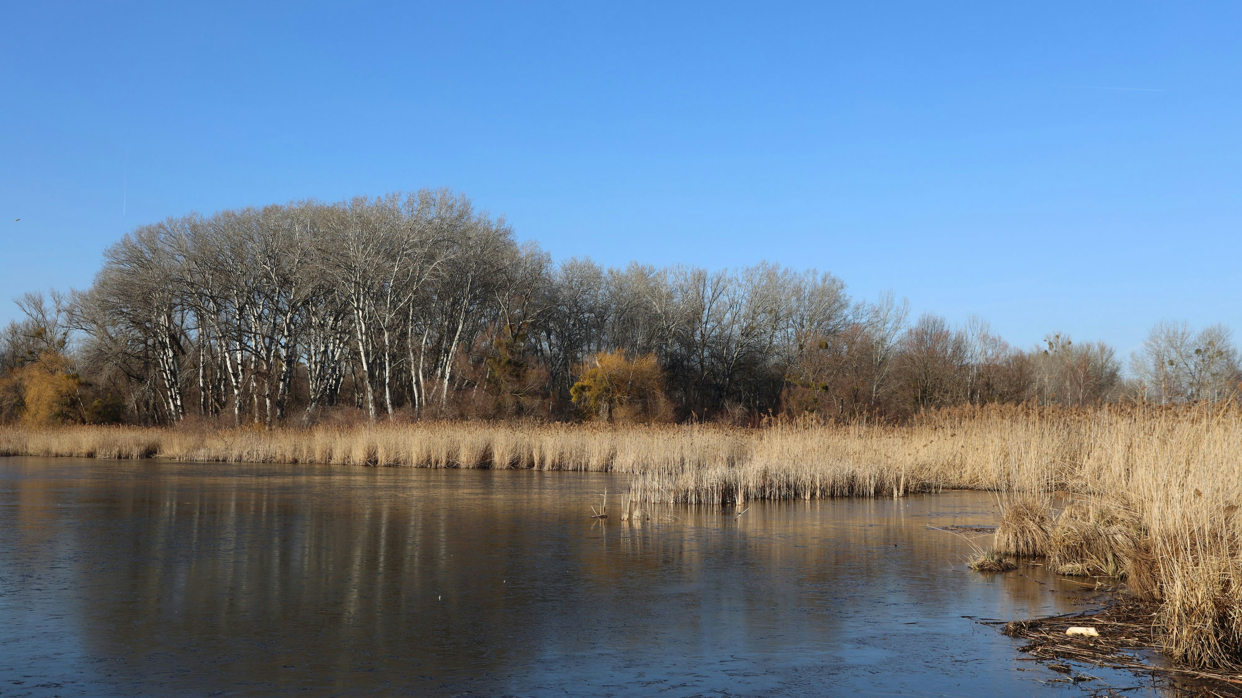 So sieht die Lobau jetzt (noch) aus.