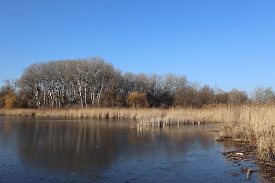 Laut Bildervergleichen und anderer Untersuchungen ging die Gewässerfläche in der Lobau seit den 1930er-Jahren um rund die Hälfte zurück.