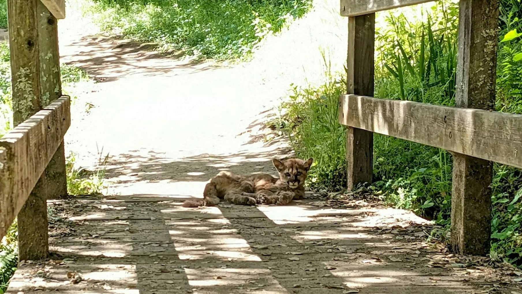 Das verwaiste Berglöwenbaby wurde von Wanderen entdeckt. 