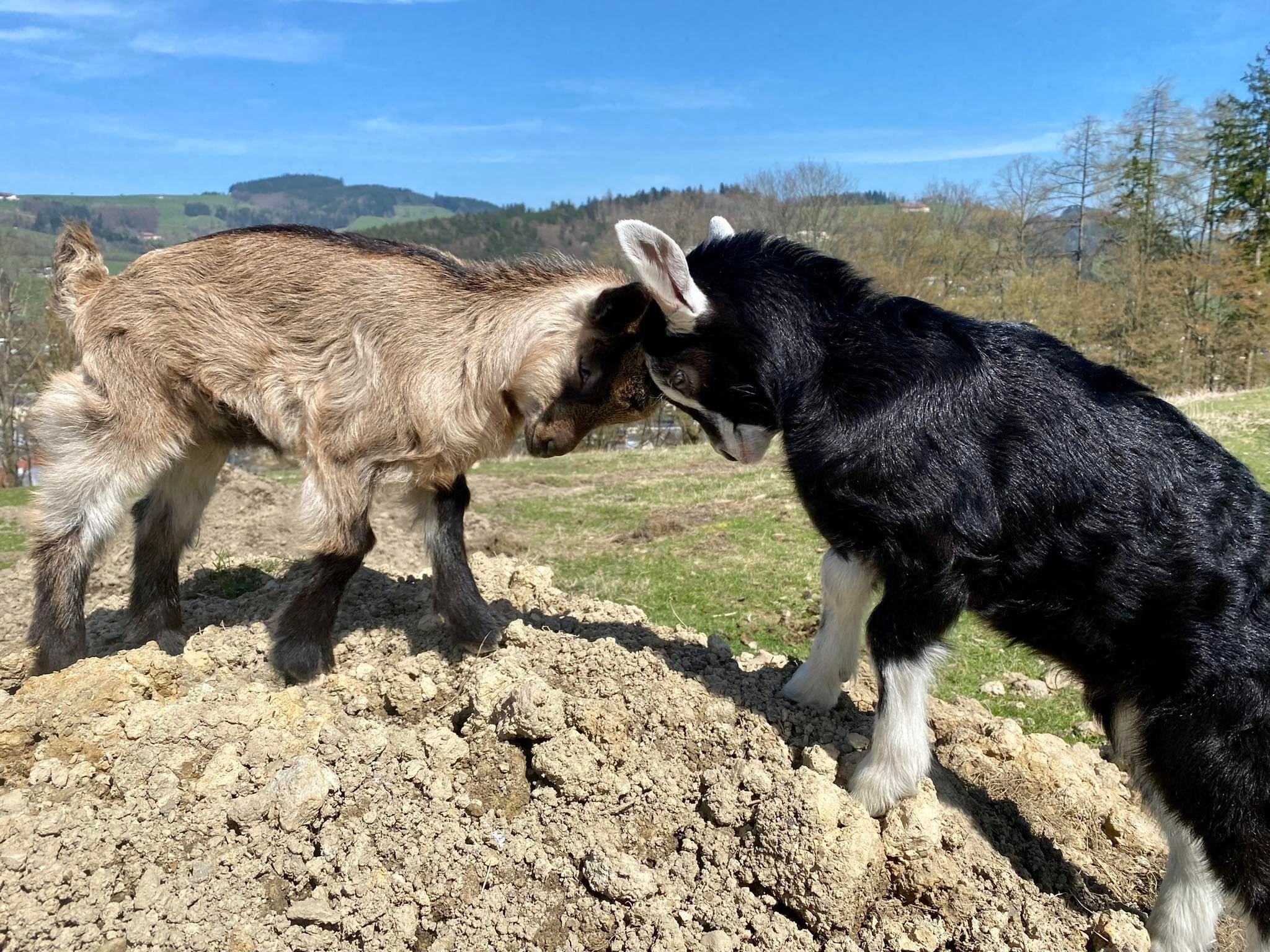 Die Babyziegen Mirko und Miley bei ihren Machtkämpfen.