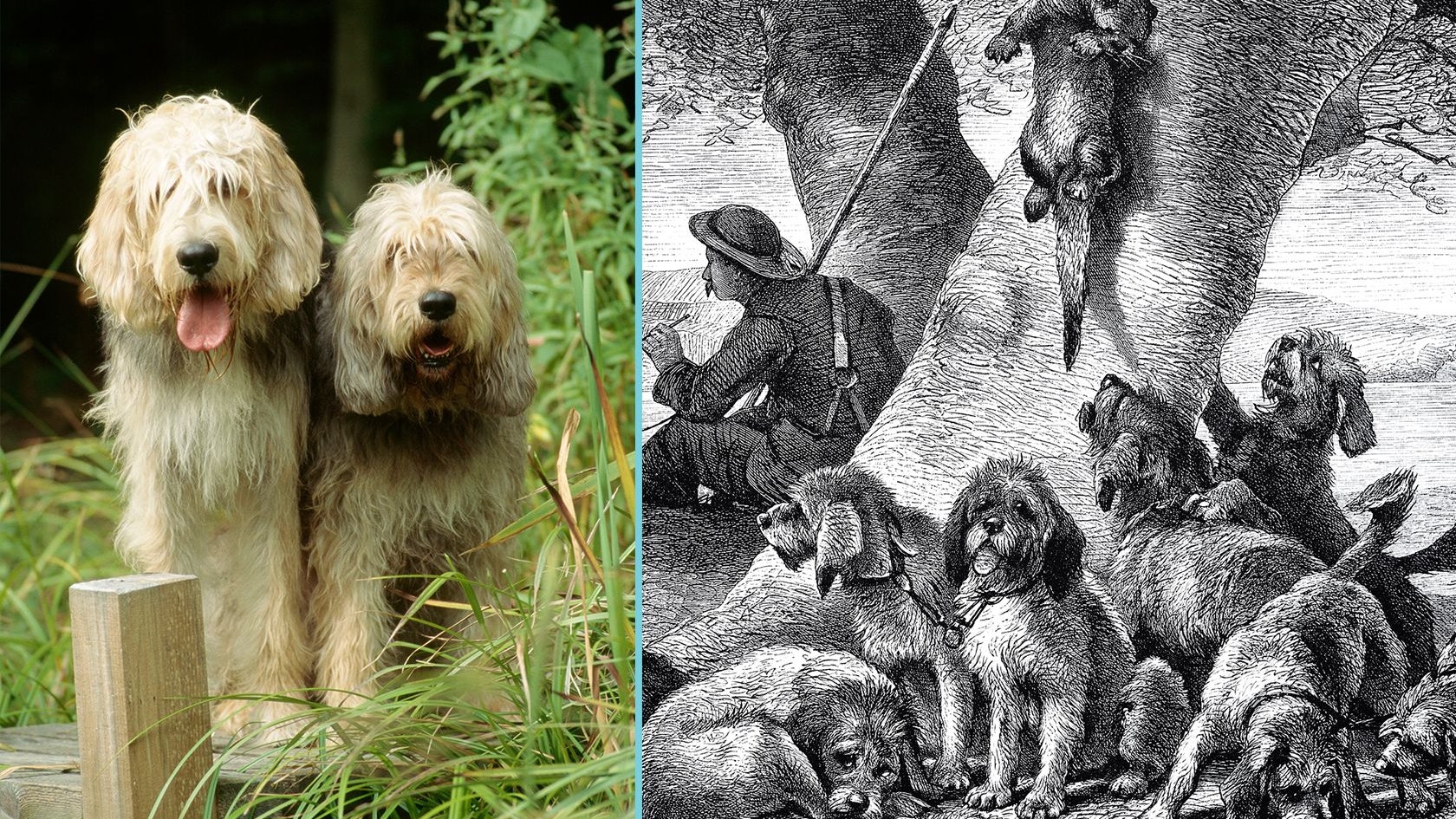 Heute.at - Der Otterhund – Völlig von der Bildfläche verschwunden